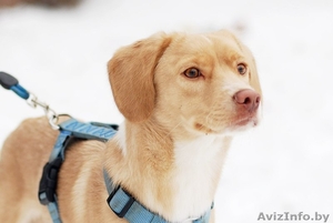  Ищет супер ответственных хозяев мини-лабрадор Джус! #1245120