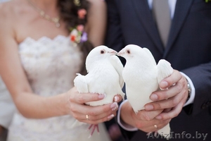 Голуби на свадьбу #1257883