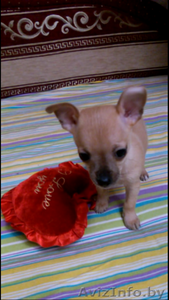 Той-Терьры милые щенки #1250744