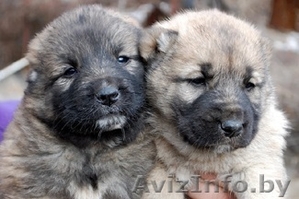 Волкодава щенки #1255167