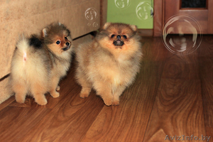 Померанский шпиц, медвежьего типа, щенки, мальчики и девочка. #1030512