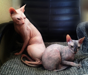 Малыши-Голыши ДОНСКИЕ СФИНКСЫ #1259428