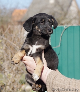 щенок малышка в дар #1262197