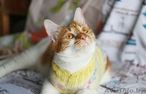 Вертя - красавица с янтарными глазами в дар! #1261987