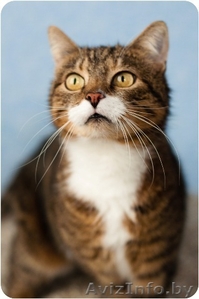 Домашняя тигруля Машуля - возвращайтесь не в дом,  а домой! #1259757