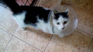 В добрые руки ответственному человеку #1261393