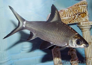 Акулий балу (акулий барбус) - Аквариумные рыбки #1263731