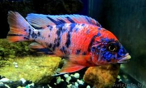 Аулонокара мультиколор - Аквариумные рыбки #795545