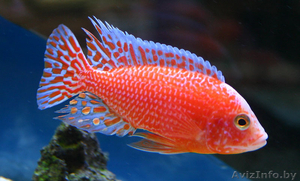 Аулонокара земляничная - Аквариумные рыбки #1263706