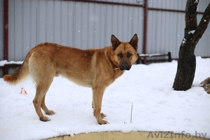 Метис немецкой овчарки и малинуа в дар... #1267137