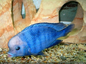 Дельфин голубой - Аквариумные рыбки #1263713