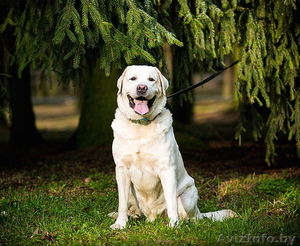 Красавец и умница лабрадор в дар #1259132