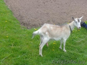 продается коза  #1264700