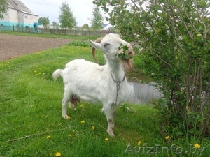 продаеться коза марта #1264699