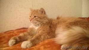 #помощь #кот #передержка #рыжий_кот г.МИНСК,  БЕЛАРУСЬ Срочно нужна ПЕРЕДЕРЖКА,  а #1261024