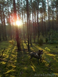 Продаются щенки амстаффа #1268255