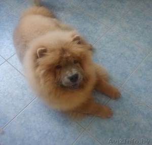 Щенок чау-чау цимтового окраса #1270861