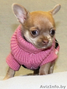 продам по родного щенка чихуахуа #1260049