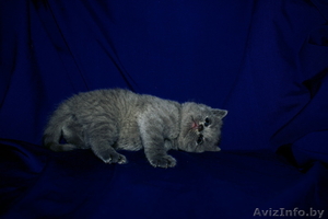 Британские котята.Продажа #1259158