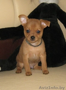 Той-терьер,  породные щенки русского Тоя! #1263982