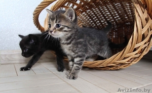 Очаровательные котята мечтают найти хозяев #1267477