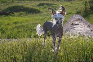 Сдам пол дома (дачу) в Зелёном (Заславль) #1261628