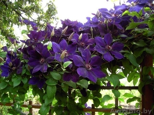 Многолетники для сада и для оформления пруда  #1264912