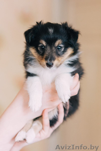 Щенок шелти (девочка) #1260775