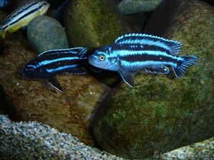 Цихлида Майнгано - Аквариумные рыбки #1263718