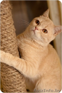 Рыжий котенок Оскар - в добрые руки #1258117