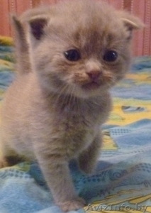 котята шотландской вислаухой #1270686