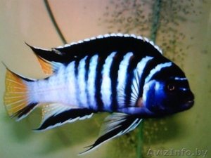 Псевдотрофеус элонгатус  - Аквариумные рыбки #1263727