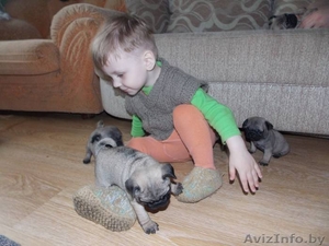 Щенки мопса. Мальчики и девочки. #1269461