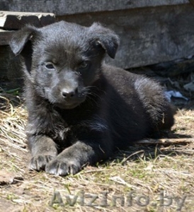 Очаровательная щенуля  ищет дом! #1270711