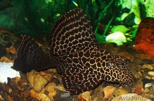 Сом парчовый - Аквариумные рыбки #1263732