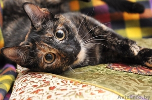 Кошечка-счастье в добрые ответственные любящие руки! #1268519