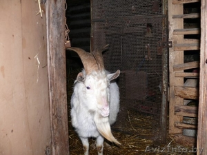 продам трех коз и козла #1264400