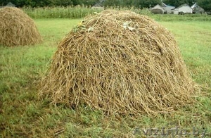 Сено  первый укос  #1279560