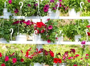 Декоративные цветы #1278665