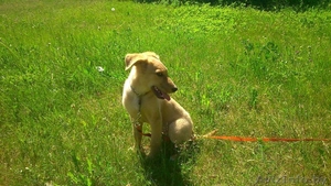 Щенок в дар ответственным людям! #1274087