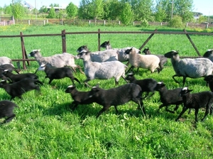 Романовские овцы #1278308