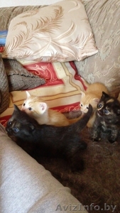 Отдам симпатичных котят в хорошие,  добрые и ласковые ручки #1283040