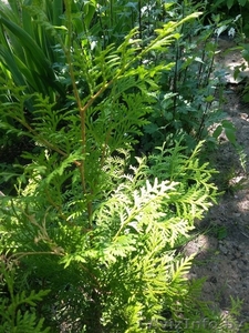 Туя Западная (Смарагд) #1272816