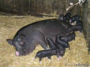 ВЬЕТНАМСКИЕ КРАСИВЫЕ УМНЫЕ ЛАСКОВЫЕ ПОРОСЯТА #1282573