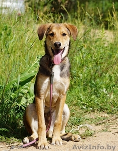 песик-подросток  Лордик ищет дом #1282592