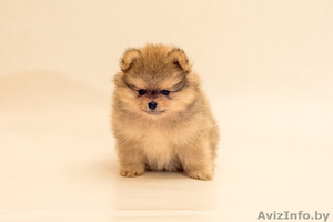 Щенки малого шпица #1273199