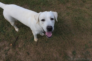 Вязка лабрадора #1271852