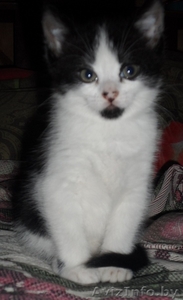 Отдам котёнка в хорошие и добрые руки #1276259