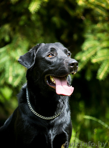 Блэк- черный красавец лабрадор в дар #1268414
