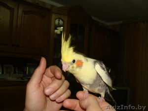  Ручные попугаи корелла #1274397